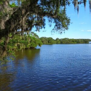 Are There Sharks in the St. Johns River?