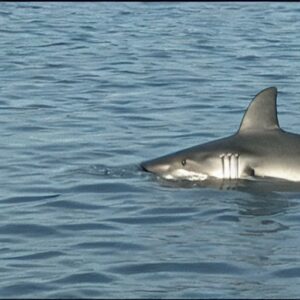 Are There Sharks in the St. Johns River?
