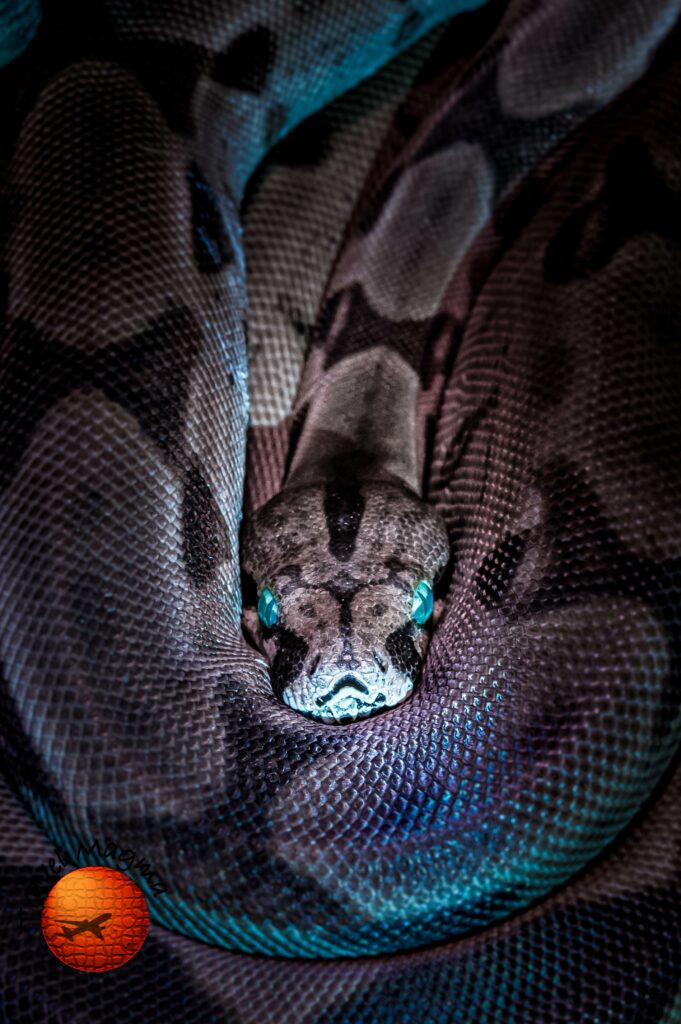 Why Don't They Shoot the Pythons in Florida?