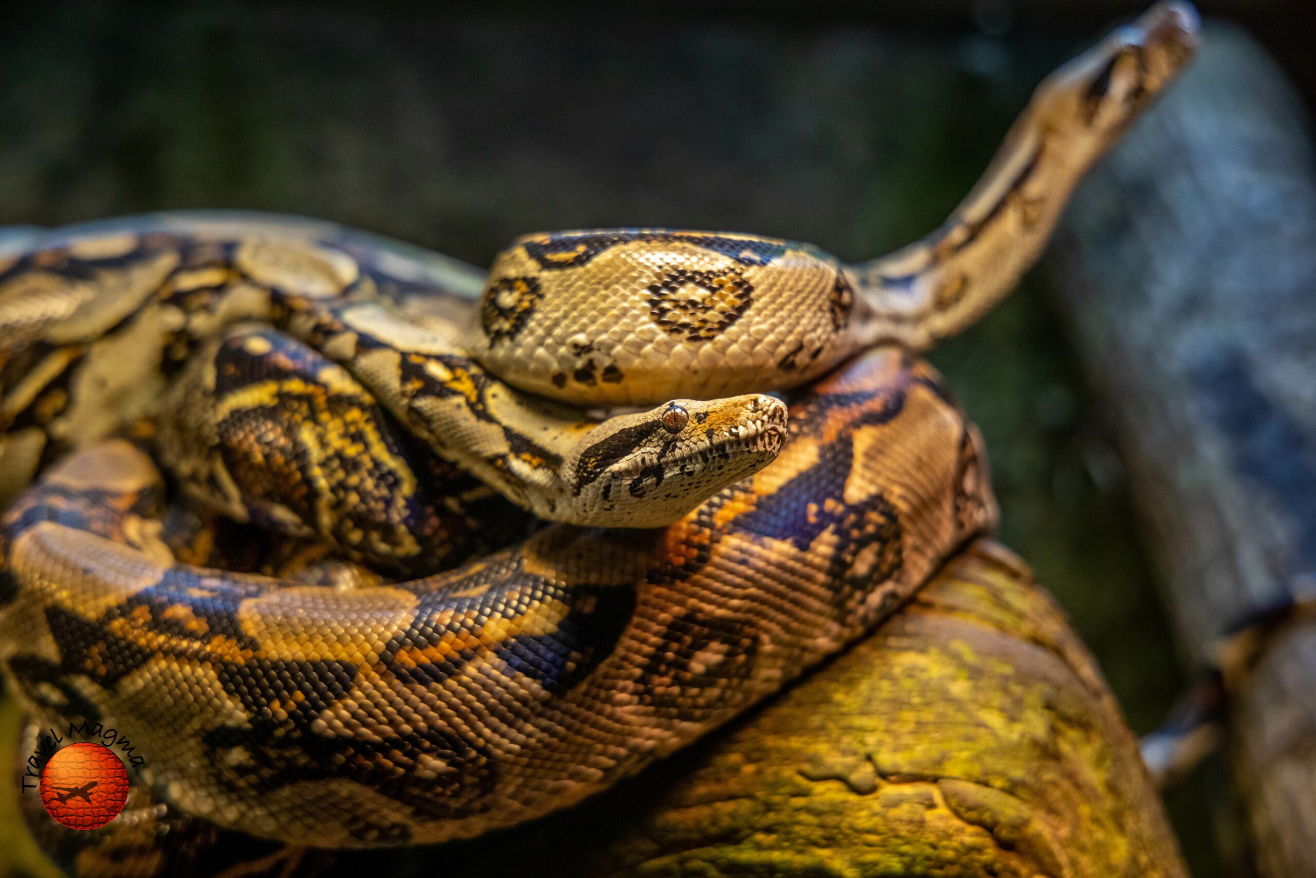 why-dont-they-shoot-the-pythons-in-florida