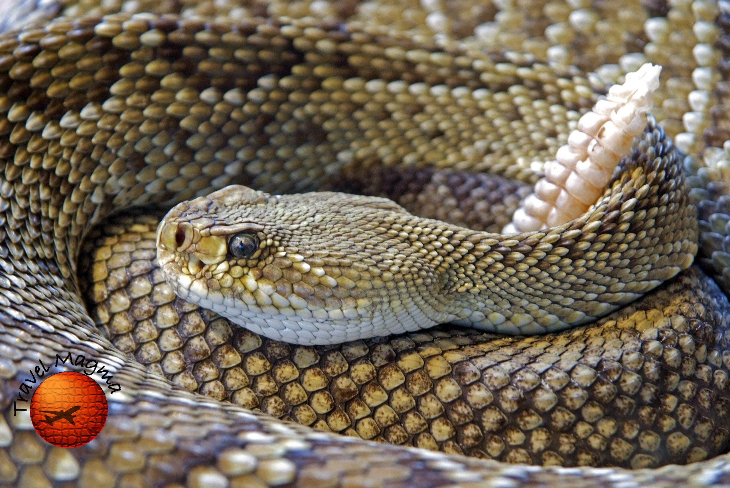 Why Don't They Shoot the Pythons in Florida?