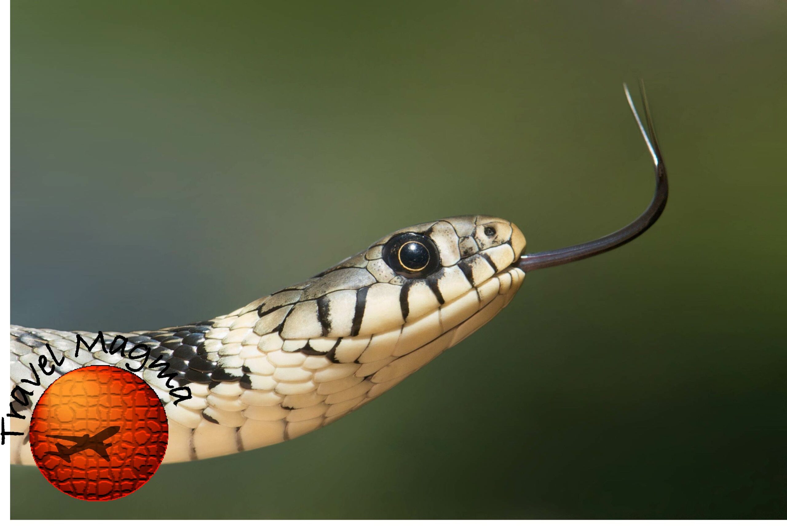 Why Don't They Shoot the Pythons in Florida?