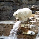 Are There Any Polar Bears at the Cincinnati Zoo?