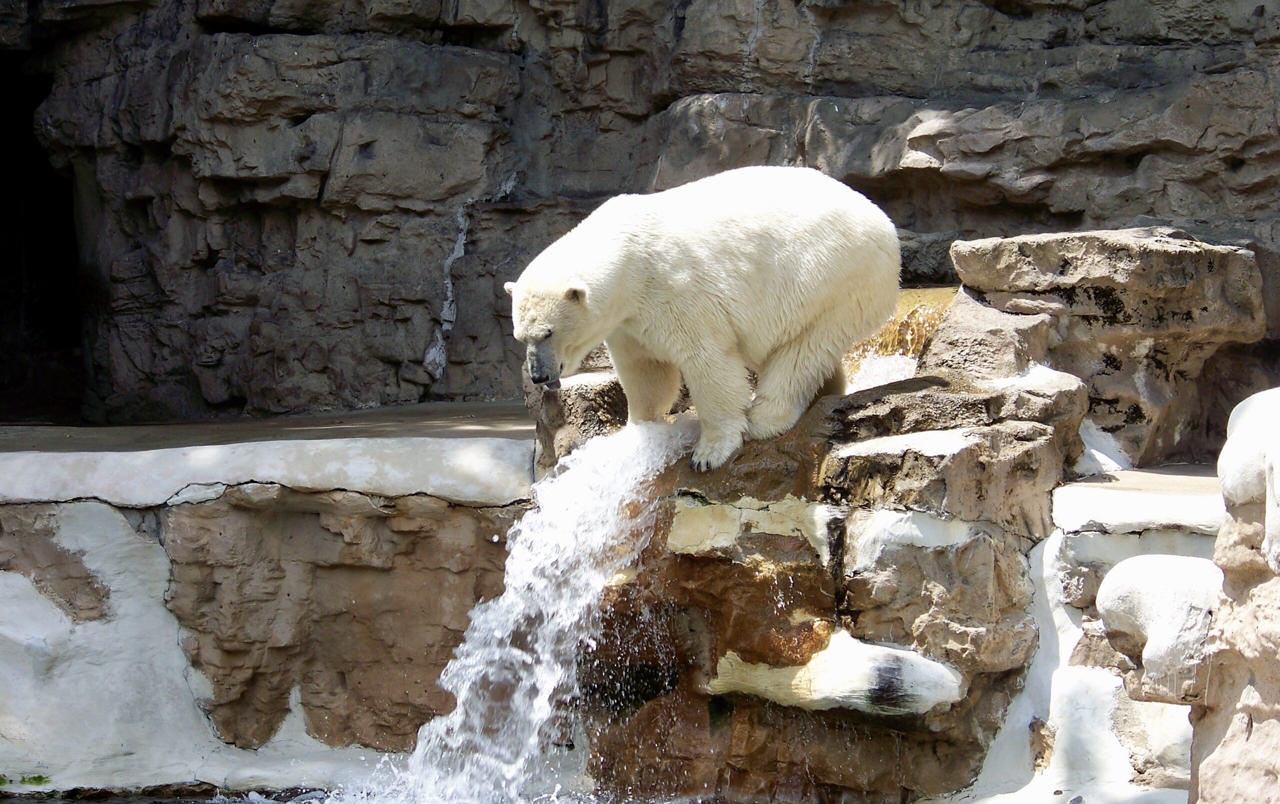 Are There Any Polar Bears at the Cincinnati Zoo?