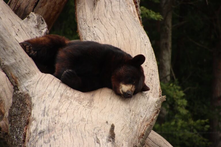 Are There Bears in Florida?