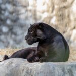 Do Black Panthers Exist in Florida?
