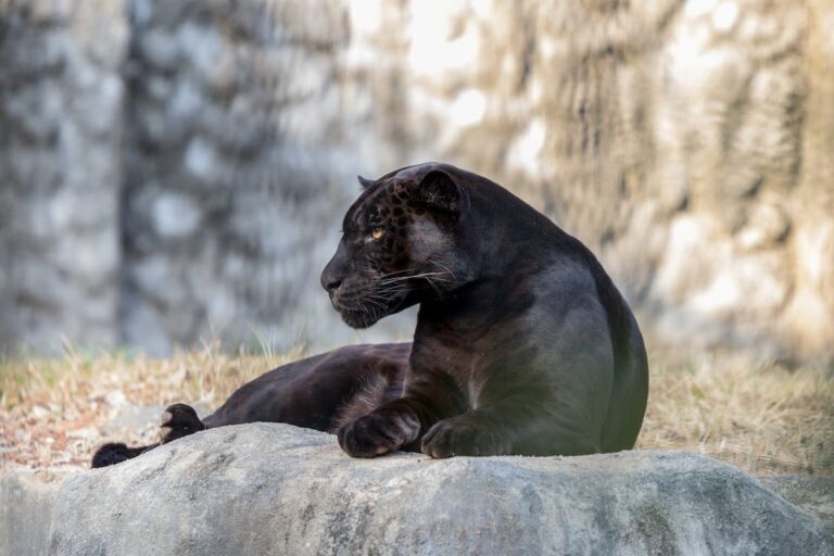 Do Black Panthers Exist in Florida?