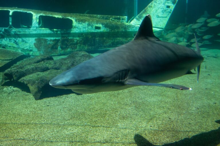 Do Great White Sharks Swim in the Caribbean?