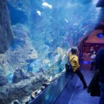 Does Cincinnati Have an Aquarium?