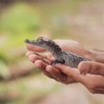 Does Florida Have Crocodiles or Alligators or Both?