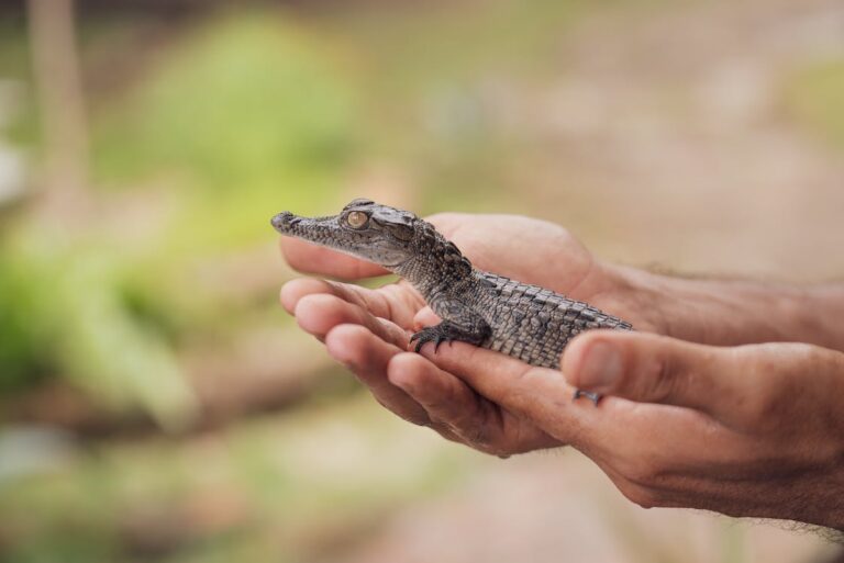 Does Florida Have Crocodiles or Alligators or Both?