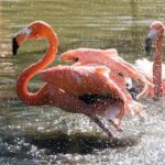 What Beaches in Florida Have Flamingos?