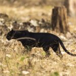 What Part of Florida has the Most Panthers?