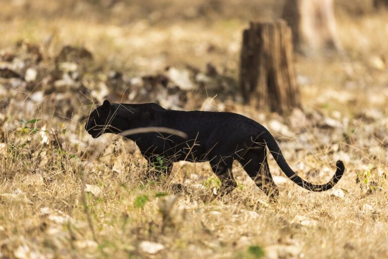 What Part of Florida has the Most Panthers?