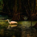 What Predators Live in Mangroves in Florida?