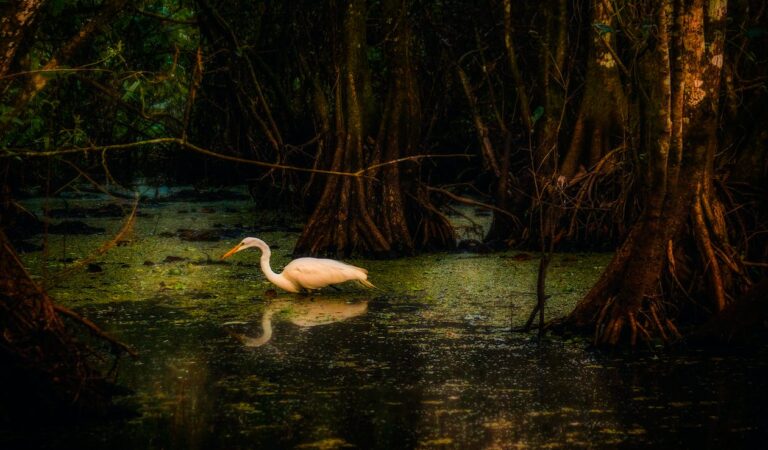 What Predators Live in Mangroves in Florida?