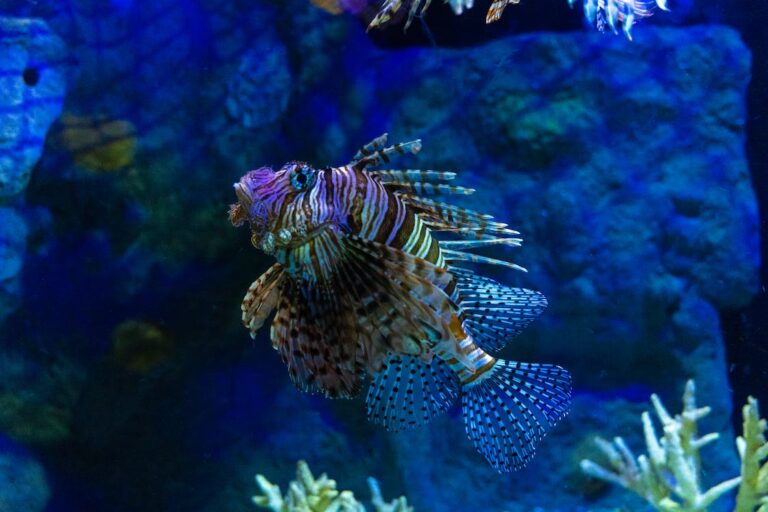 What is the Largest Aquarium in Ohio?