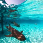 Where are the Most Shark Attacks in the Caribbean?