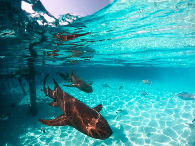 Where are the Most Shark Attacks in the Caribbean?