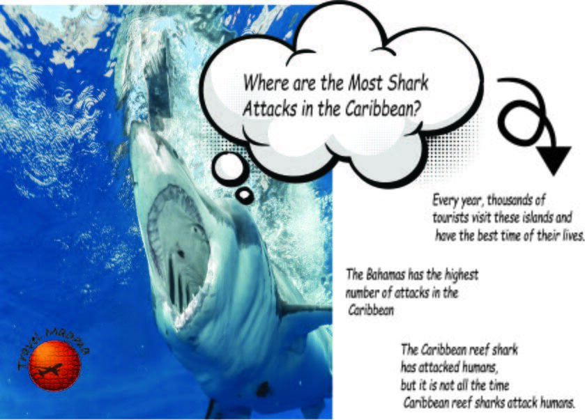 Where are the Most Shark Attacks in the Caribbean?