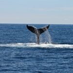 Are There Whales in Biscayne Bay?