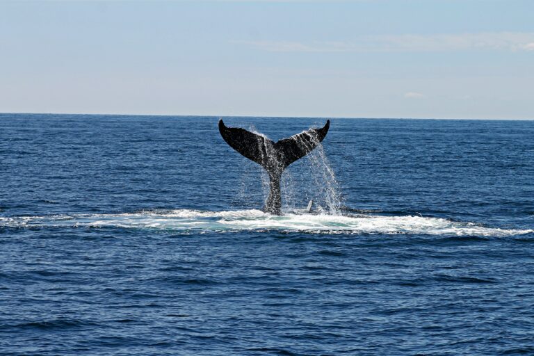 Are There Whales in Biscayne Bay?