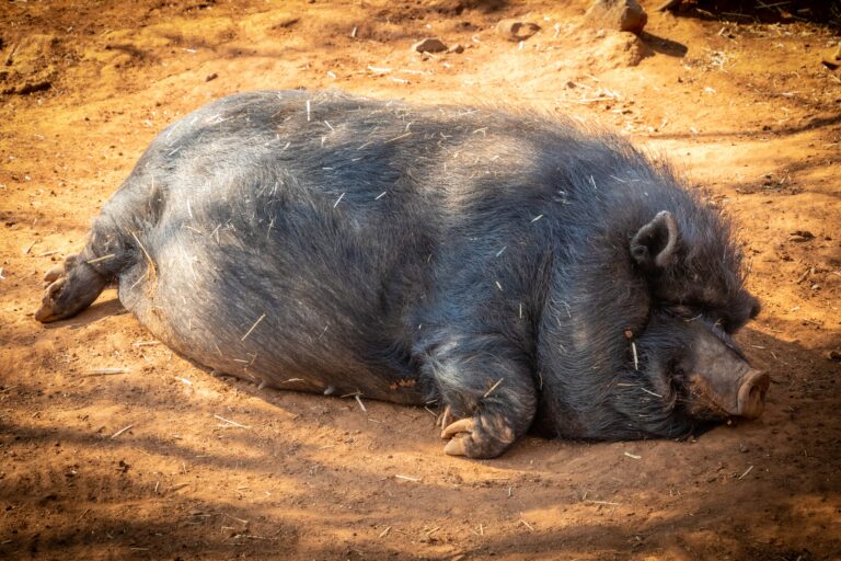 Are Florida Boars Aggressive?