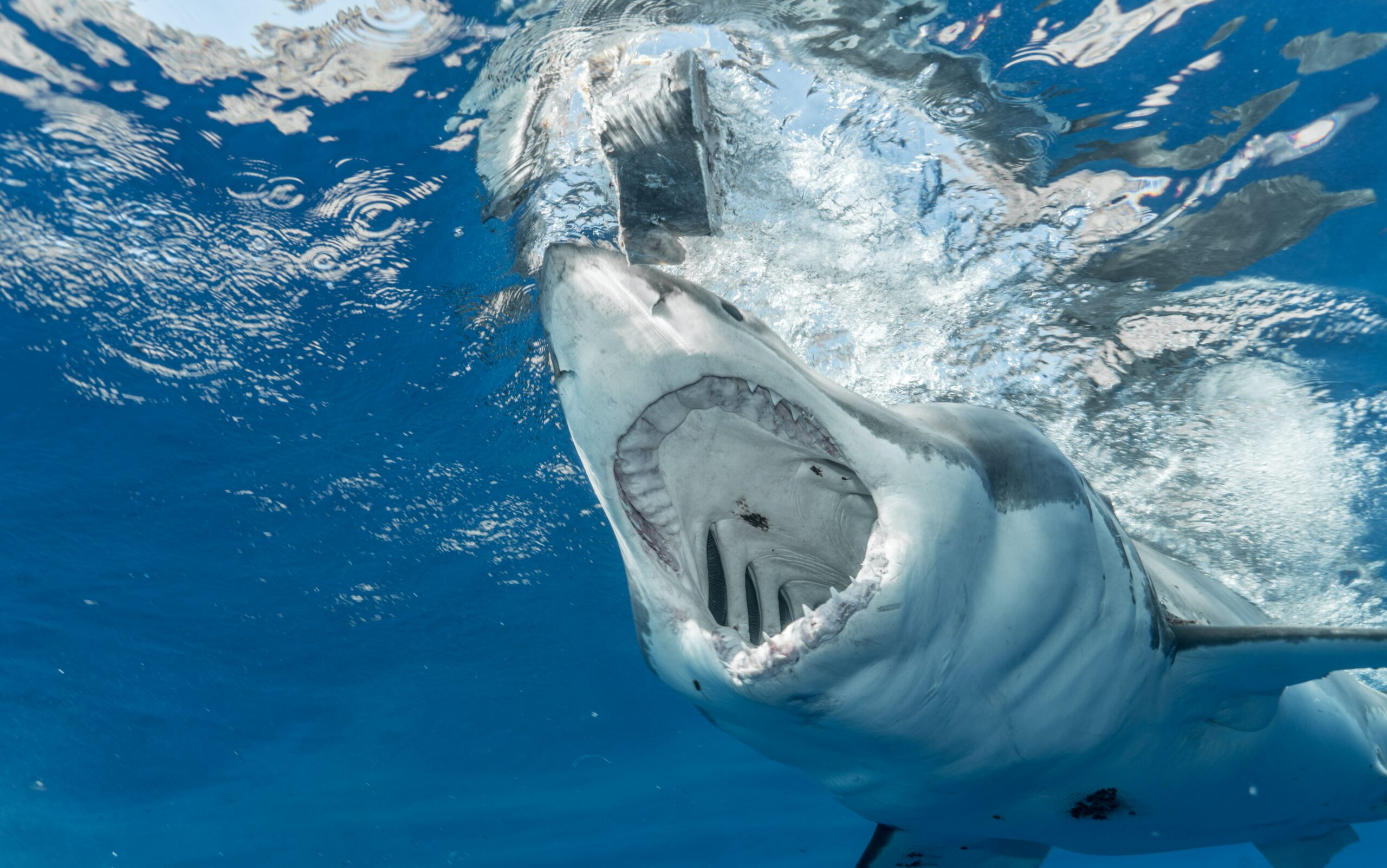 What Time of Year are There The Most Sharks in Florida?