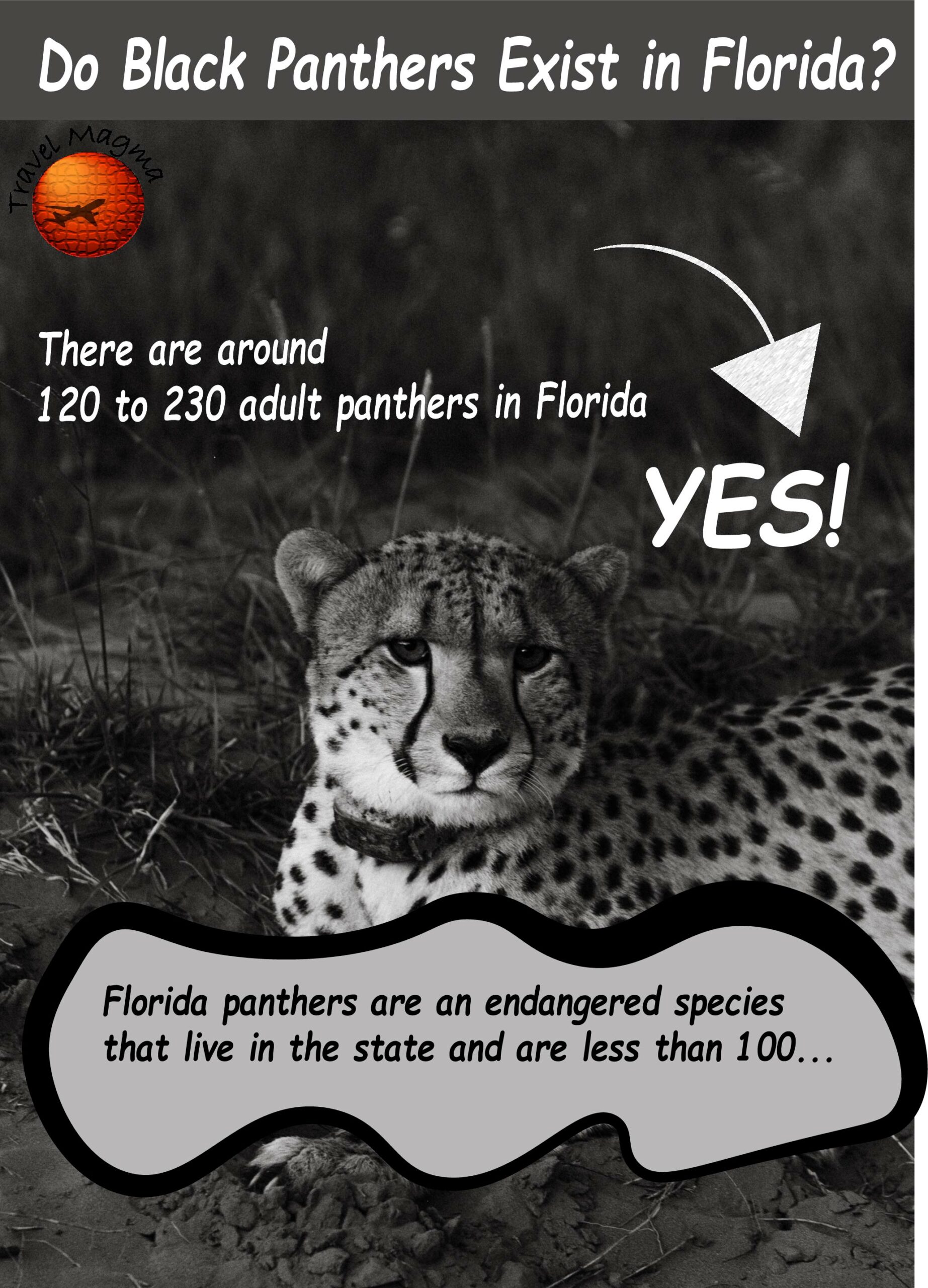 Do Black Panthers Exist in Florida?