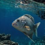 Thrilling Adventures That Will Make Your Curacao Vacation Unforgettable!