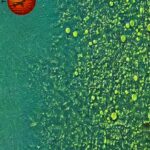 Why is Lake Erie Considered a Dead Lake?