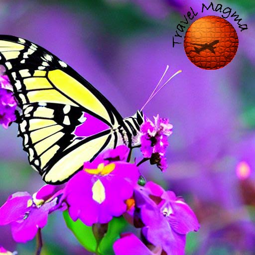 Escape to Paradise: 7 Top Reasons Why Florida Must Be on Your Bucket List