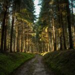 How Many Miles a Day Do You Walk on the Camino?