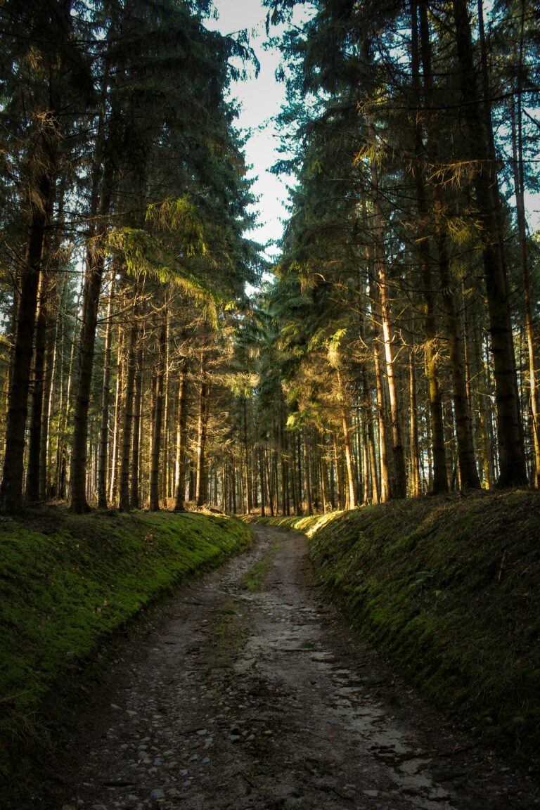 How Many Miles a Day Do You Walk on the Camino?