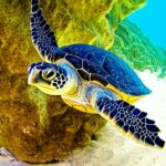 What Caribbean Islands are Closest to Florida?