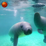 Can You Swim at Homosassa Springs State Park?