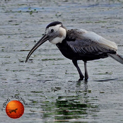 Can you Walk Through the Everglades?