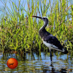 Can you Walk Through the Everglades?