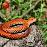 Are There Copperheads In Florida?