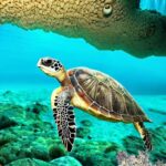 Must-Experience Activities in St. George's, Grenada