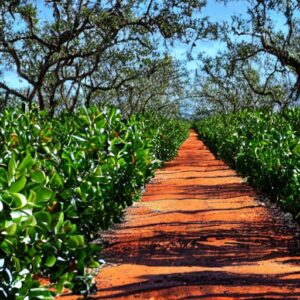 Best Orange Groves in Florida