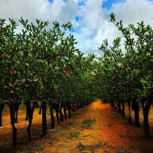 Best Orange Groves in Florida