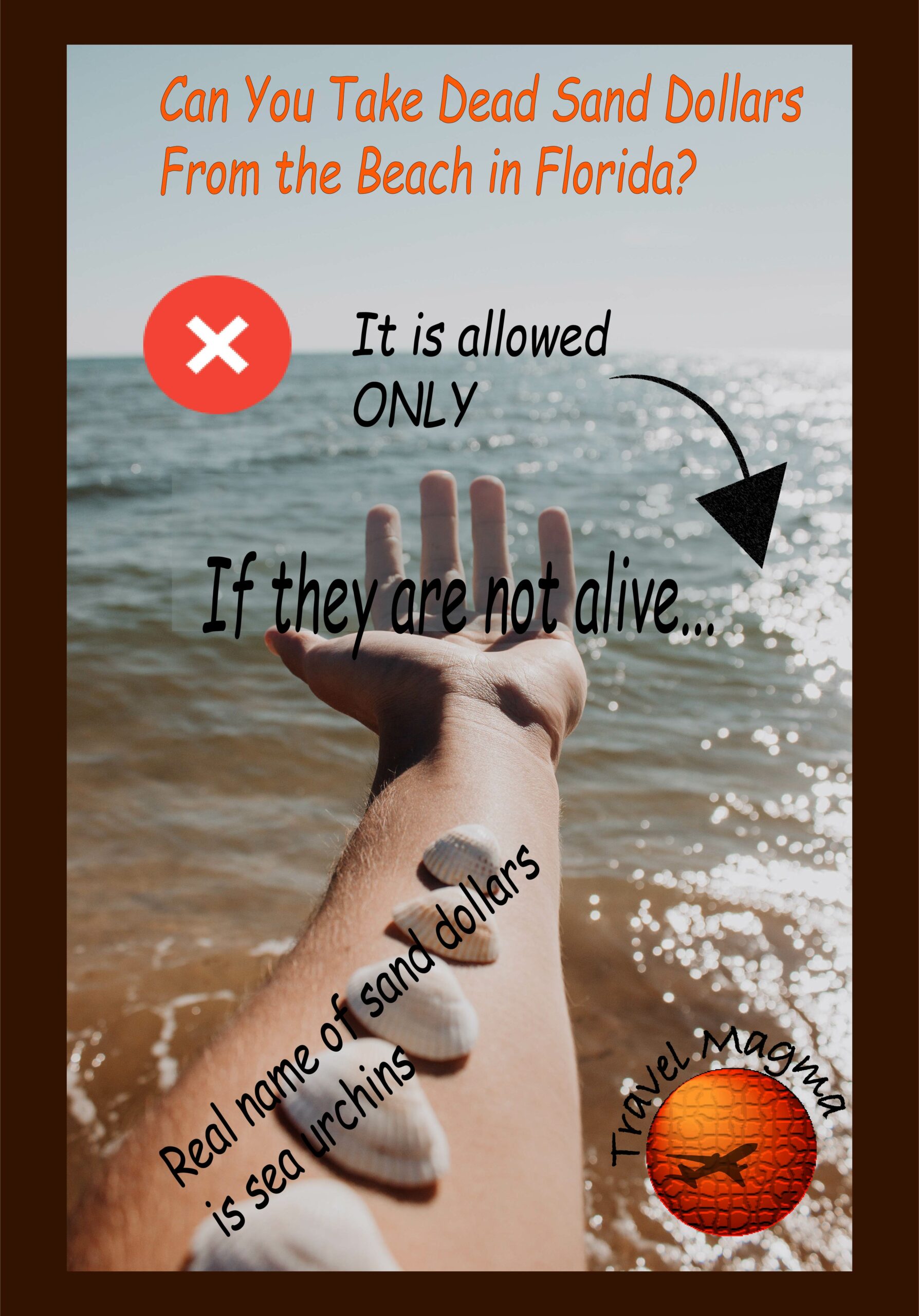 Can You Take Dead Sand Dollars From the Beach in Florida?