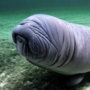 Manatee Kayaking in the Homosassa Springs