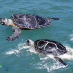 Grenada's Leatherback Top Sea Turtle Tours
