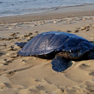 leatherback-sea-turtle-tours-grenada