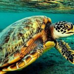 The Epic Tale of Caribbean Island Creation