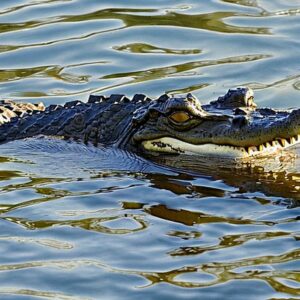 Are There Alligators in Fort Pierce Florida?