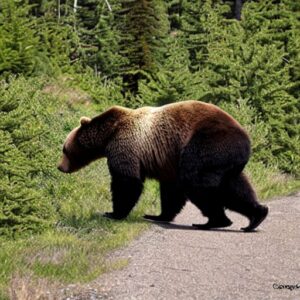 What To Do If Sprayed By Bear Mace?