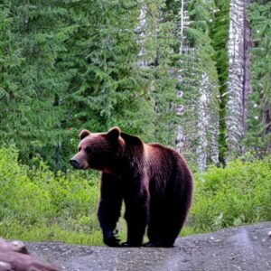 does-bear-spray-expire